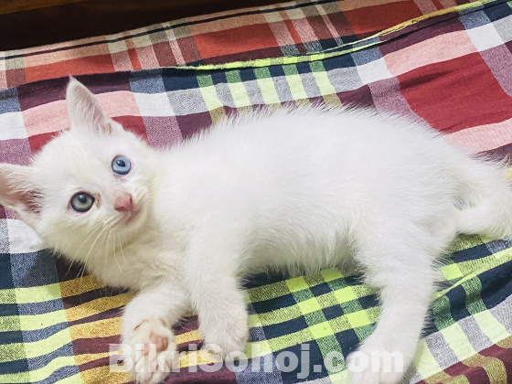 High Quality Mixed breed (Odd eyes)